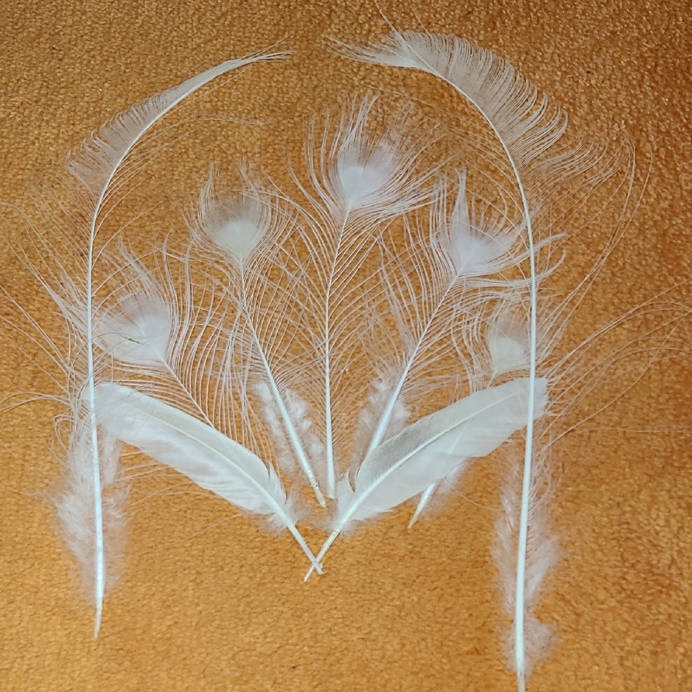PEACOCK White Feathers